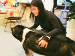 -喜柴咖啡·柴犬狗咖