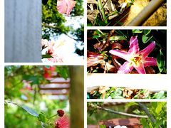 -福田红树林生态公园