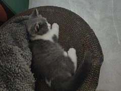 -纳吉亚猫专科动物诊疗中心(蒋宅口分院)