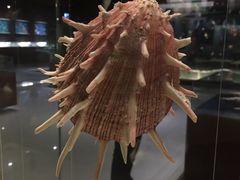 -青岛贝壳博物馆