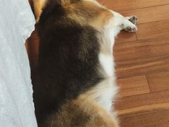 -PETKIT小佩宠物(古北店)