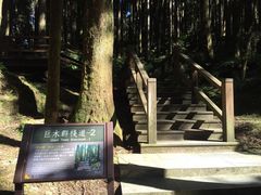 -阿里山神木遗迹