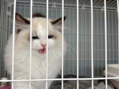 -翊宠yipet猫狗购宠庄园犬舍•猫舍