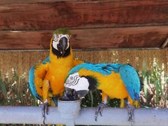 -西霞口神雕山野生动物世界