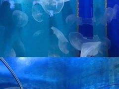 -厦门海底世界