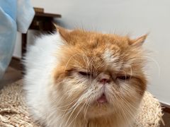 -有猫主题·治愈系猫咖(曾厝垵店)