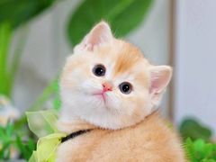 -猫十亿·布偶金渐层·曼基康矮脚猫舍(青年路店)