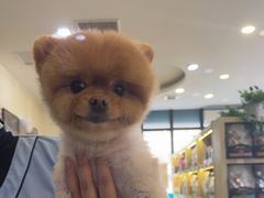 -美联众合动物医院·24h转诊中心