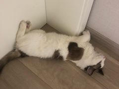 -艾吉宠物医院·疑难杂症转诊中心·猫友好(碧江路院)