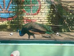 -北京鹿世界主题园