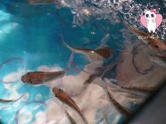 -泰国鱼疗足疗馆