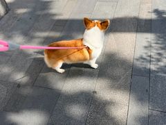 -申普宠物医院·眼科·心内科·影像科(普陀分院)
