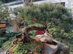 -上海醉白池公园