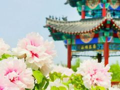 -曹州牡丹园