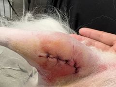 -北京派仕佳德动物医院·超导核磁·CT·神经科·骨科·内外科·急重症管理中心