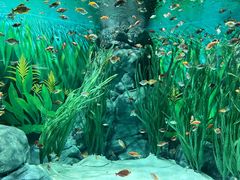 -上海海洋水族馆