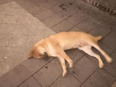 -农厨好味·温泉鹅·农家菜