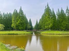 -黄海国家森林公园