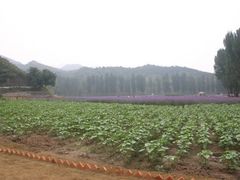 -紫海香堤香草艺术庄园