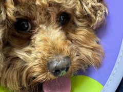 -宠物星动物医院·眼科·异宠·猫科(江南大道总院)