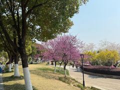 -羊山湖公园