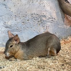 -Zoolung Zoolung动物主题公园(海信广场店)