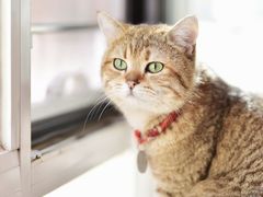 -名猫咖啡馆·撸猫·拼豆