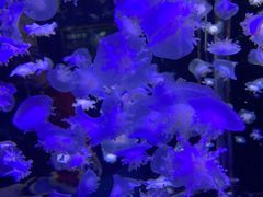 -太平洋海底世界