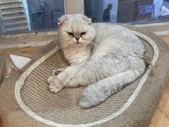 -是阿柴呀！柴犬咖啡·爱喵喵猫咖