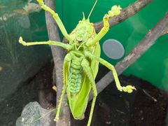 -上海大自然野生昆虫馆(东方明珠·爬宠昆虫探索中心)