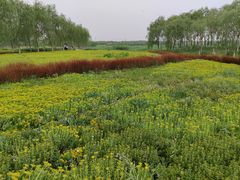 -西青郊野公园