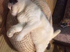 iphone_upload_pic-猫色咖啡·猫咖