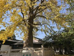 -常熟方塔园