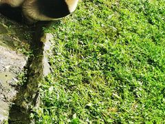 -都江堰中华大熊猫苑