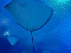 -珠海长隆海洋王国