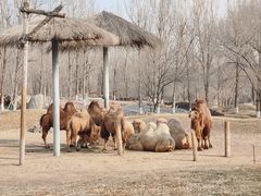 -北京野生动物园