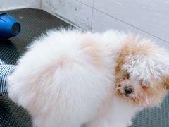 -艾贝尔宠物医院 ·内科全科(梁溪路店)