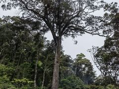 -海南热带雨林国家公园吊罗山景区