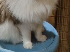 -滚猫咖啡·猫咖·猫友好撸猫(未来城店)