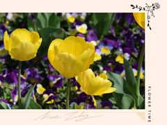 -苏州上方山国家森林公园