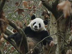-都江堰中华大熊猫苑