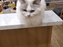 -滚猫咖啡·猫咖·猫友好撸猫(未来城店)