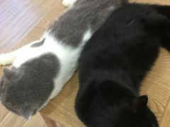 -李小姐の猫咖啡馆(五角场店)