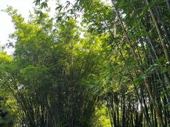 -望江楼公园