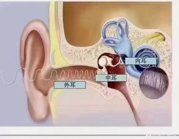 n揉耳垂,健脑养颜;按压耳朵养五脏;揉耳朵外缘,强健四肢;掐耳朵三角区