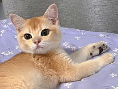 -猫十亿·布偶金渐层·曼基康矮脚猫舍(青年路店)