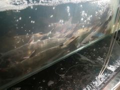 活鱼-老板恋上鱼(印象城店)