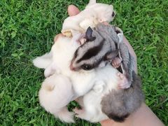 -北京观赏动物医院·24小时大型综合·猫专科·异宠专科