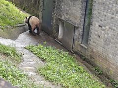 -都江堰中华大熊猫苑