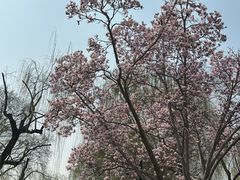 -趵突泉景区